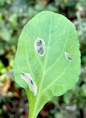 Pterygota