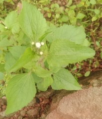 Ageratina petiolaris