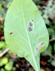 Pterygota