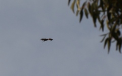 Polyboroides typus typus