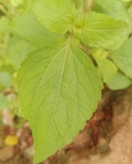 Ageratina petiolaris