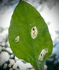 Pterygota