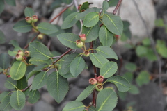 Amelanchier cusickii
