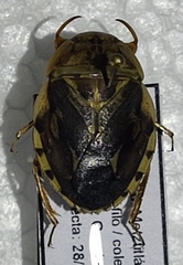 Ambrysus