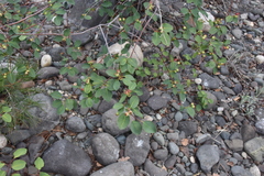 Amelanchier cusickii