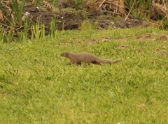 Herpestes pulverulentus