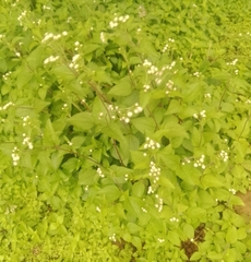Ageratina petiolaris