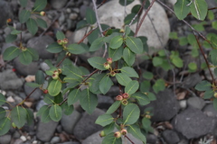 Amelanchier cusickii
