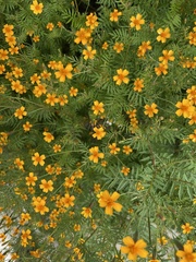Tagetes tenuifolia