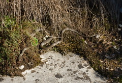 Hierophis viridiflavus carbonarius