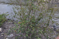 Amelanchier cusickii