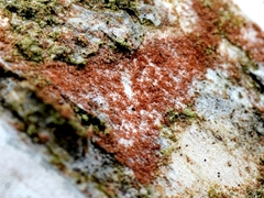 Trentepohlia aurea