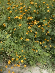 Tagetes tenuifolia