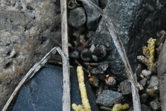 Herpyllinae