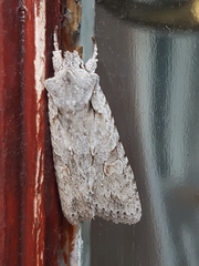 Lithophane ornitopus