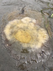 Phacellophora camtschatica