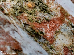 Trentepohlia aurea