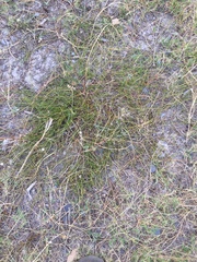 Thesium frisea frisea