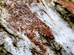Trentepohlia aurea