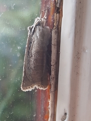 Lithophane ornitopus