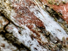 Trentepohlia aurea