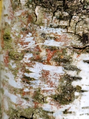 Trentepohlia aurea