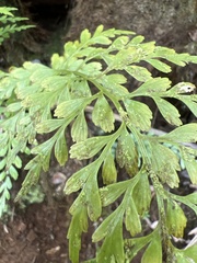 Asplenium insiticium