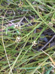 Thesium frisea frisea