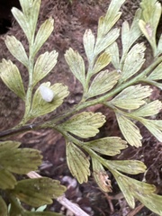 Asplenium insiticium