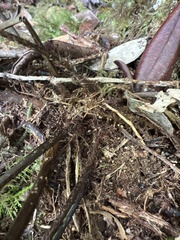 Asplenium insiticium