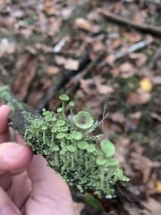 Cladonia deformis