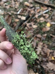Cladonia deformis