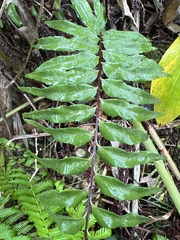 Asplenium polyodon