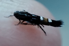 Cosmopterix pulchrimella