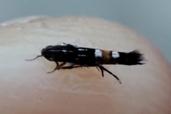 Cosmopterix pulchrimella