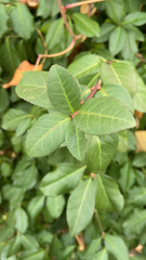 Trachelospermum asiaticum