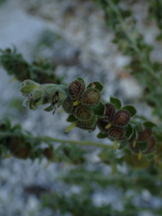Cynoglossum officinale