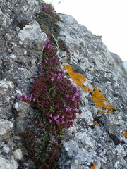 Thymus serpyllum