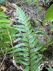 Asplenium polyodon
