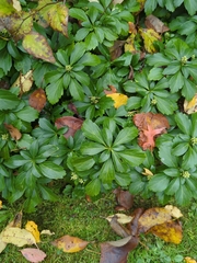 Pachysandra terminalis