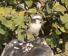 Eurocephalus anguitimens