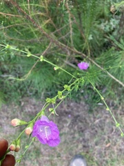 Agalinis fasciculata