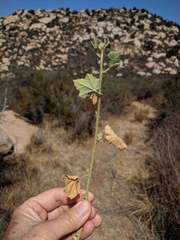 Malacothamnus densiflorus