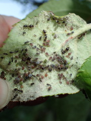 Dysaphis plantaginea