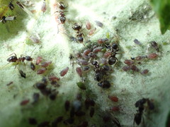 Dysaphis plantaginea