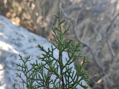 Juniperus phoenicea