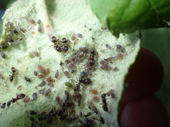 Dysaphis plantaginea