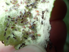 Dysaphis plantaginea