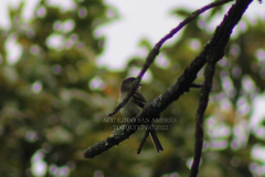 Empidonax