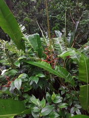 Heliconia latispatha